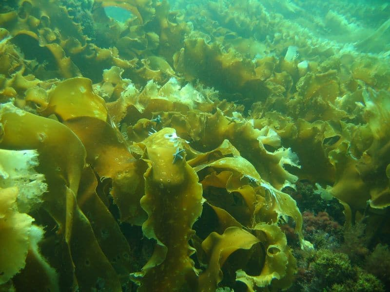 Ưu tiên Fucoidan có nguồn gốc tảo nâu từ Okinawa