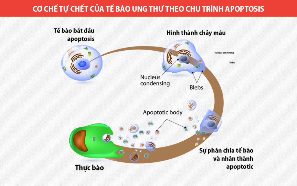 Hiểu Về Quá Trình Apoptosis